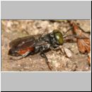 Tachysphex obscuripennis - Grabwespe m02 8mm Sandgrube Niedringhaussee.jpg